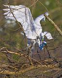 Breeding Egrets_45557